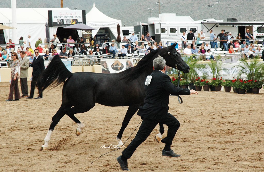 Scottsdale Arabian Horse Show News for Saturday, February 20, 2016