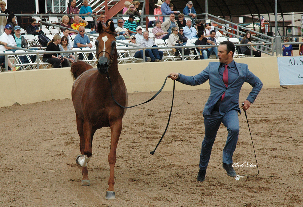 Scottsdale Arabian Horse Show News for Saturday, February 20, 2016