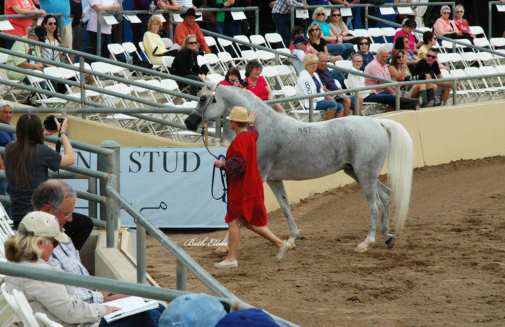 Scottsdale Arabian Horse Show News for Saturday, February 20, 2016