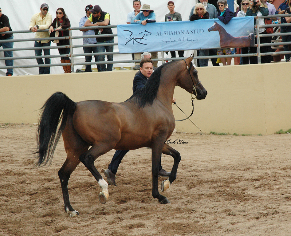 Scottsdale Arabian Horse Show News for Saturday, February 20, 2016