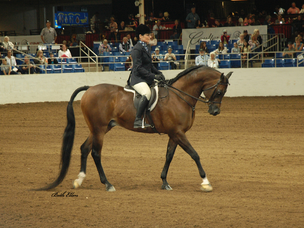 Scottsdale Arabian Horse Show News for Saturday, February 20, 2016