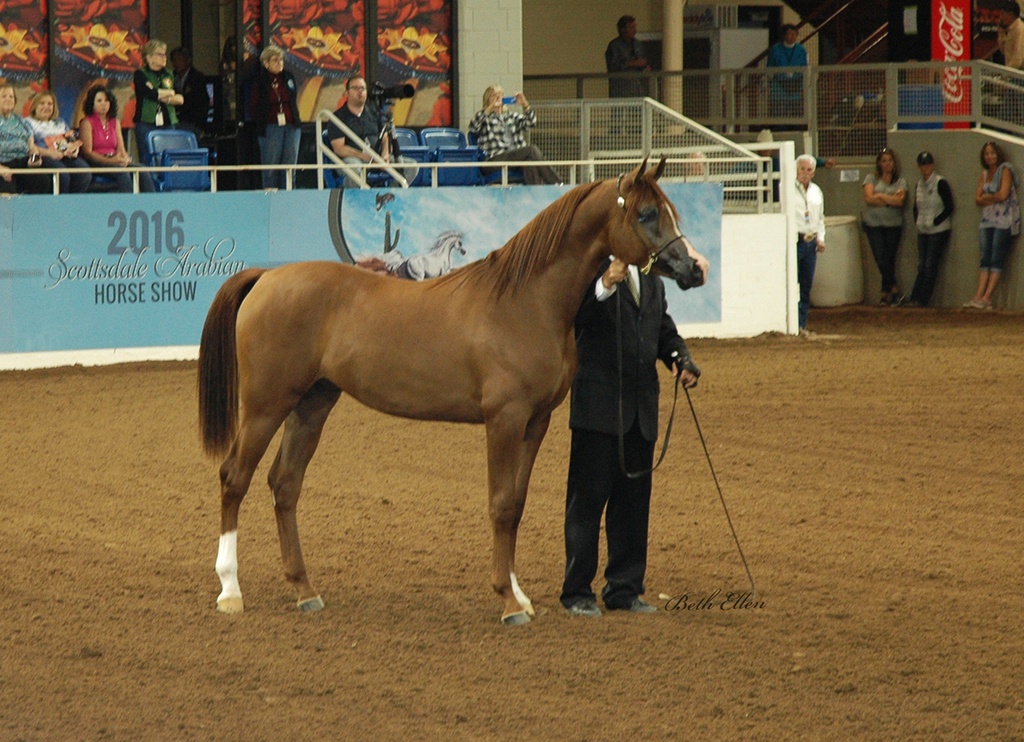 Scottsdale Arabian Horse Show News for Saturday, February 20, 2016