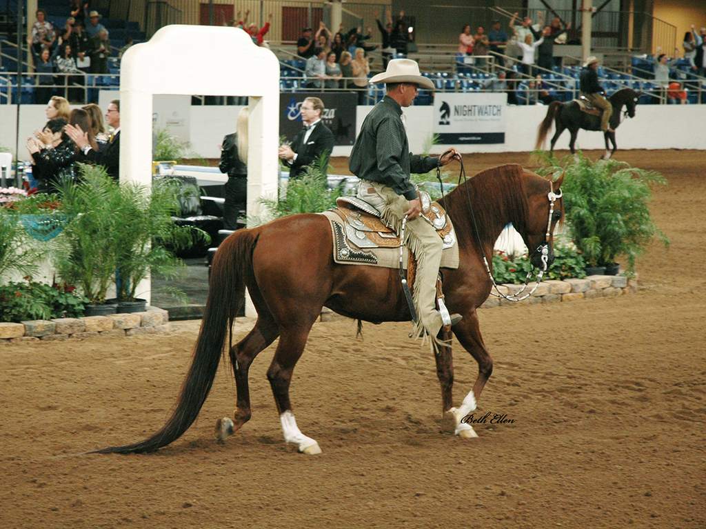 Scottsdale Arabian Horse Show News for Saturday, February 20, 2016
