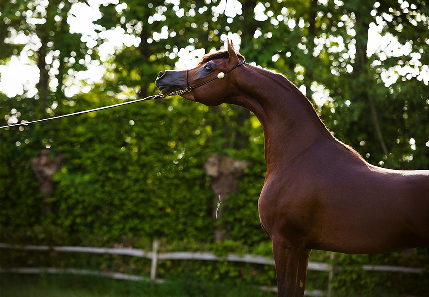 Scottsdale Arabian Horse Show News for Saturday, February 20, 2016