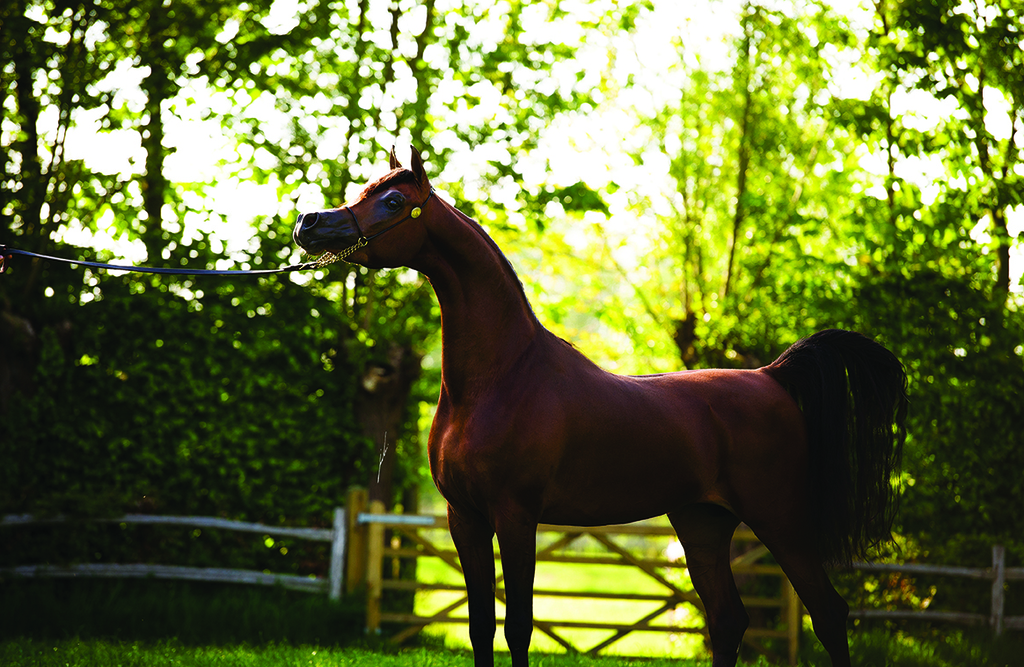 Scottsdale Arabian Horse Show News for Saturday, February 20, 2016