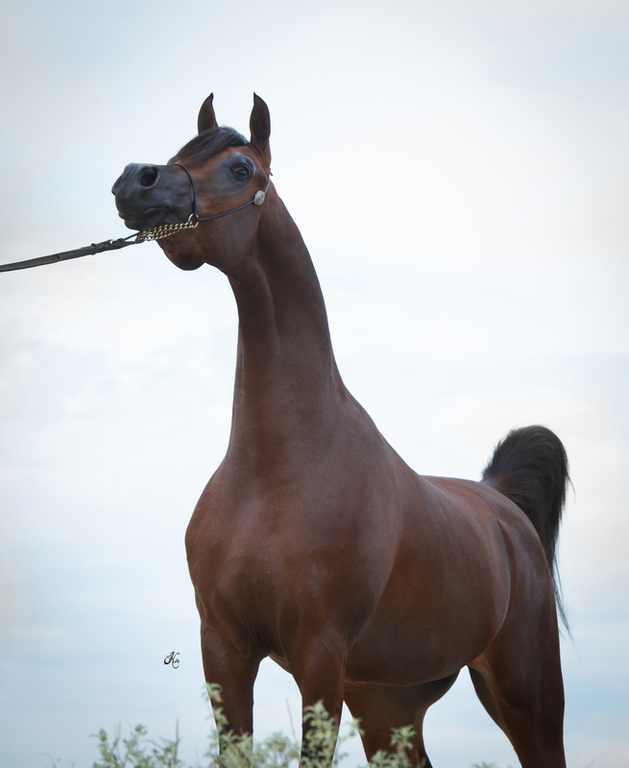 Scottsdale Arabian Horse Show News for Saturday, February 20, 2016