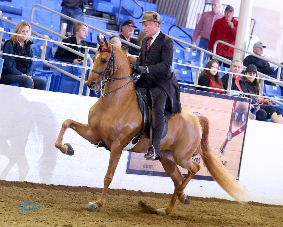 Scottsdale Arabian Horse Show News for Sunday, February 21, 2016