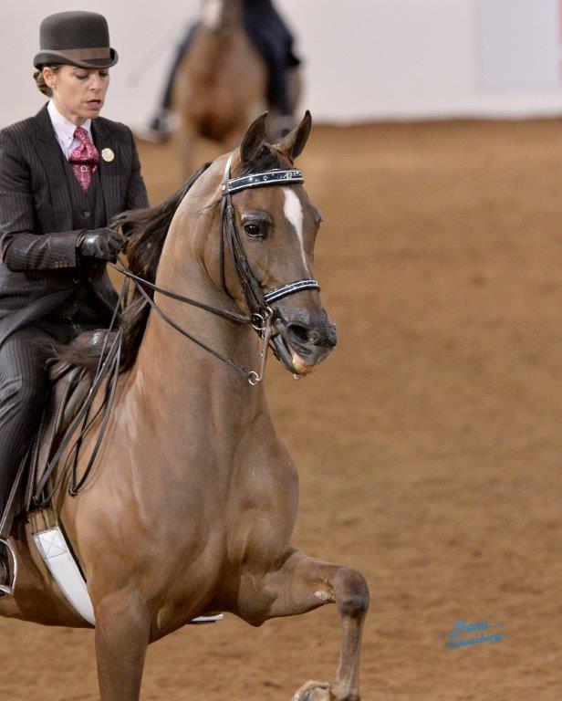 Scottsdale Arabian Horse Show News for Sunday, February 21, 2016