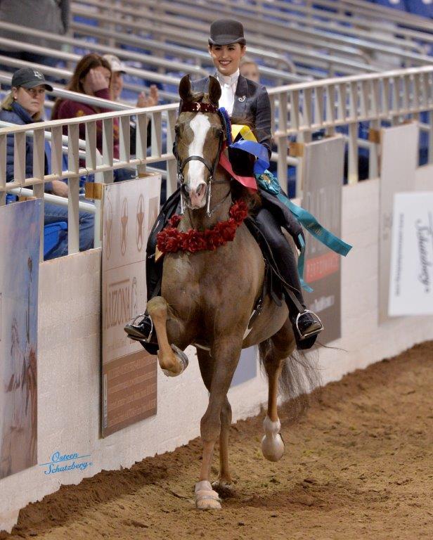 Scottsdale Arabian Horse Show News for Sunday, February 21, 2016