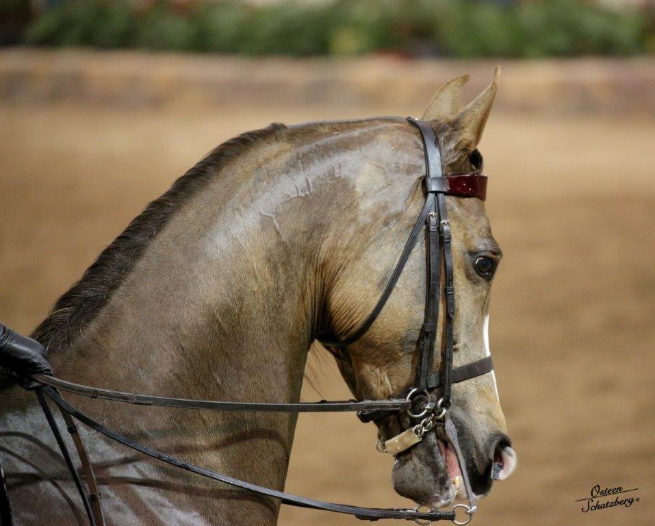 Scottsdale Arabian Horse Show News for Sunday, February 21, 2016
