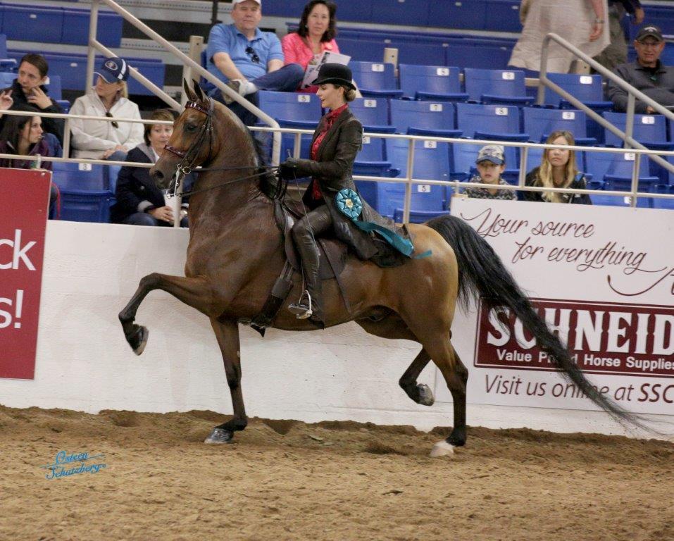 Scottsdale Arabian Horse Show News for Sunday, February 21, 2016