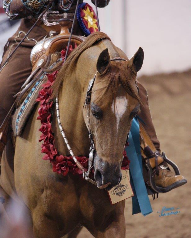 Scottsdale Arabian Horse Show News for Sunday, February 21, 2016