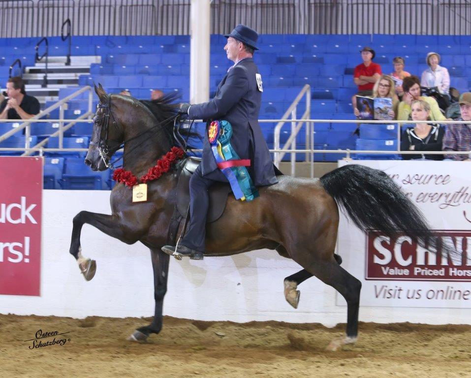 Scottsdale Arabian Horse Show News for Sunday, February 21, 2016