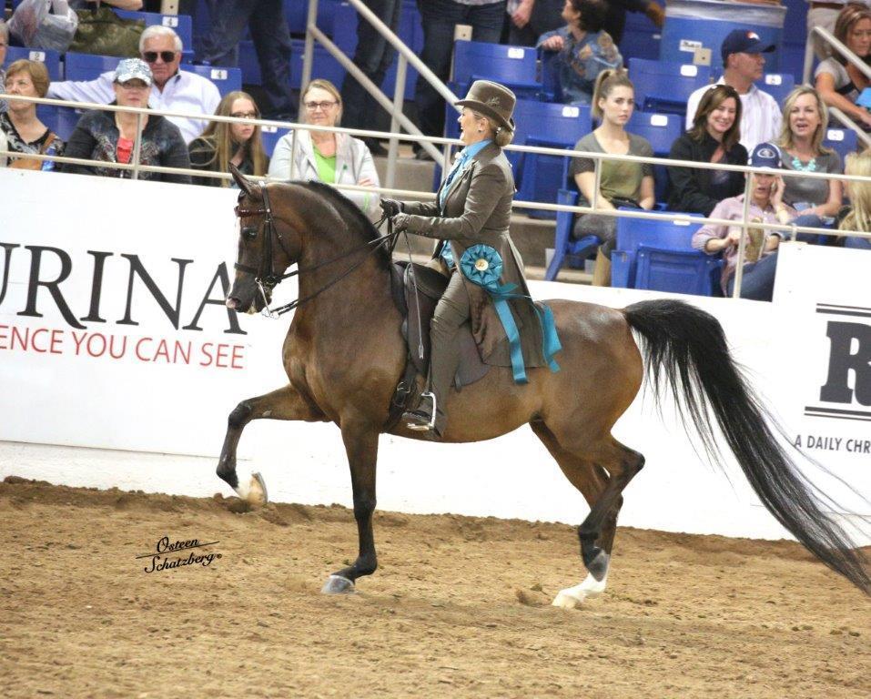 Scottsdale Arabian Horse Show News for Sunday, February 21, 2016