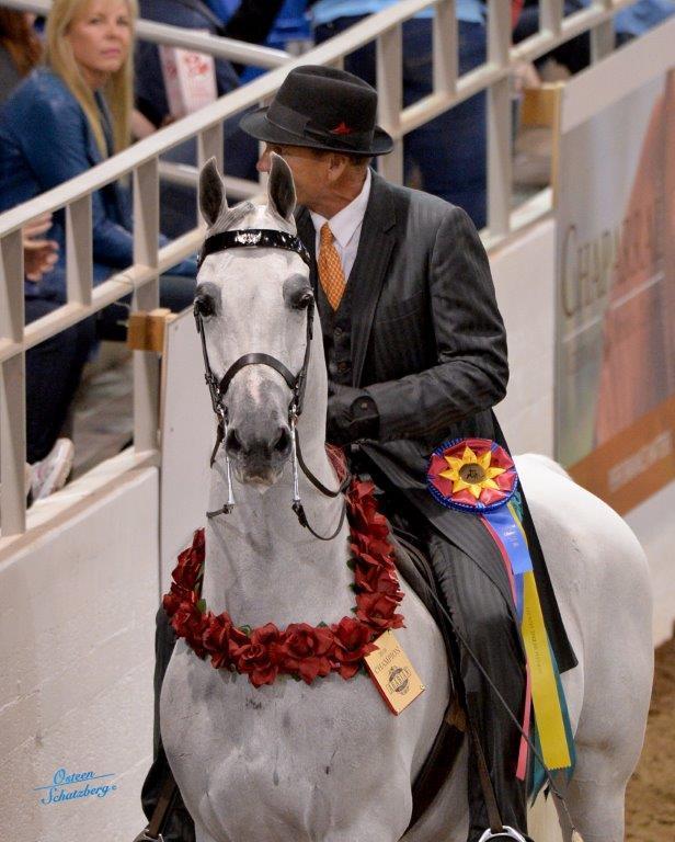 Scottsdale Arabian Horse Show News for Sunday, February 21, 2016