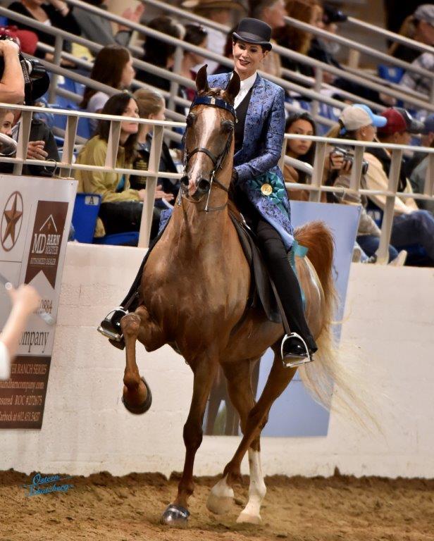 Scottsdale Arabian Horse Show News for Sunday, February 21, 2016