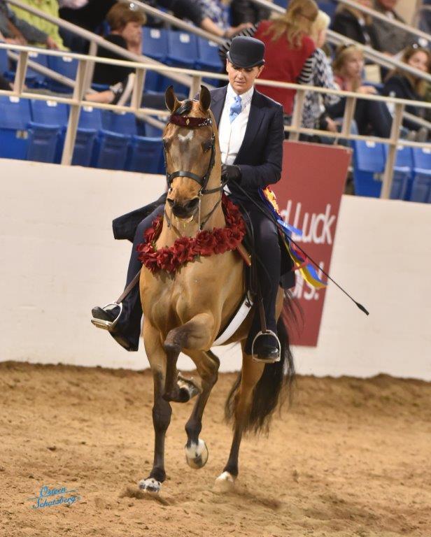 Scottsdale Arabian Horse Show News for Sunday, February 21, 2016