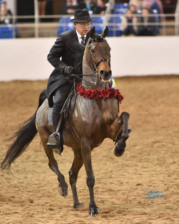 Scottsdale Arabian Horse Show News for Sunday, February 21, 2016