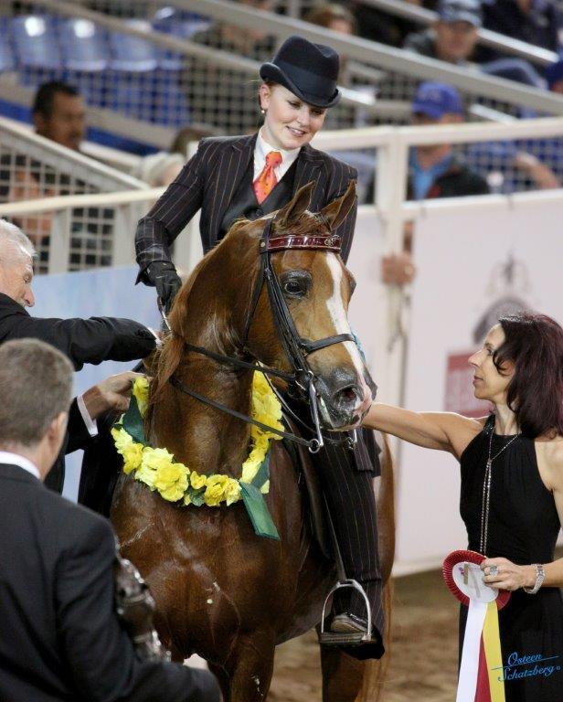 Scottsdale Arabian Horse Show News for Sunday, February 21, 2016