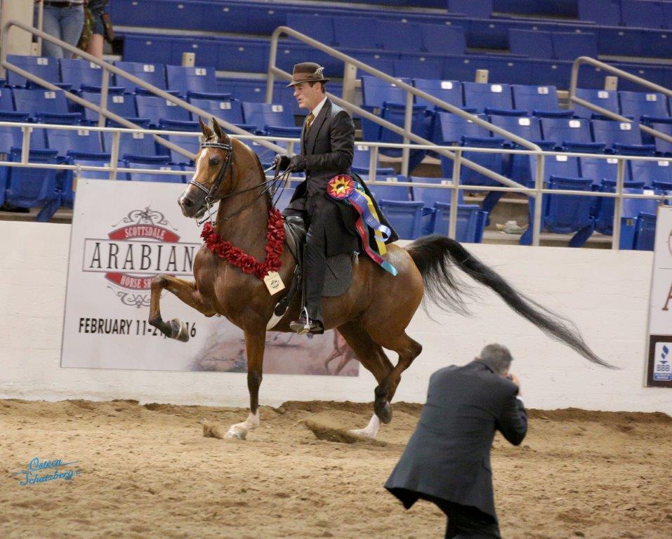 Scottsdale Arabian Horse Show News for Sunday, February 21, 2016
