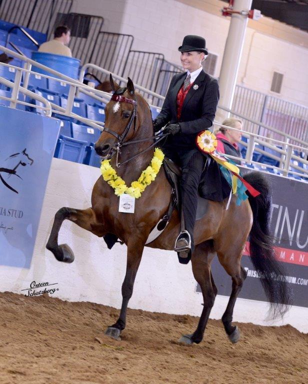 Scottsdale Arabian Horse Show News for Sunday, February 21, 2016