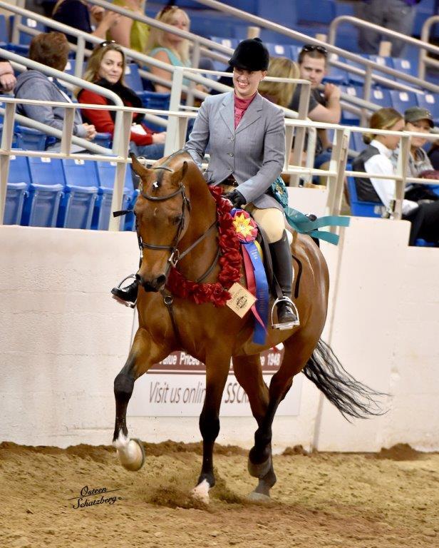 Scottsdale Arabian Horse Show News for Sunday, February 21, 2016
