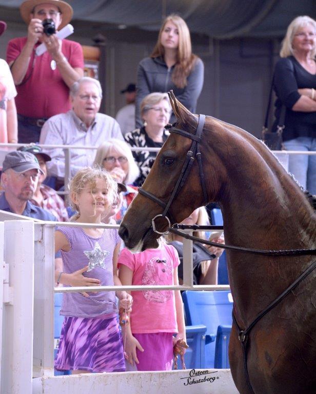 Scottsdale Arabian Horse Show News for Sunday, February 21, 2016