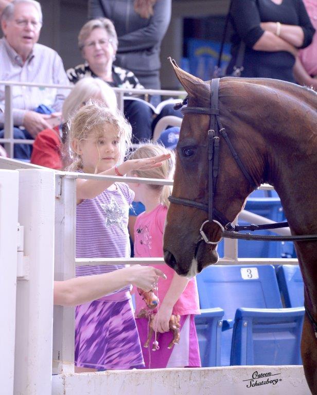 Scottsdale Arabian Horse Show News for Sunday, February 21, 2016