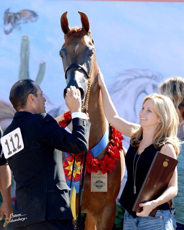 Scottsdale Arabian Horse Show News for Sunday, February 21, 2016