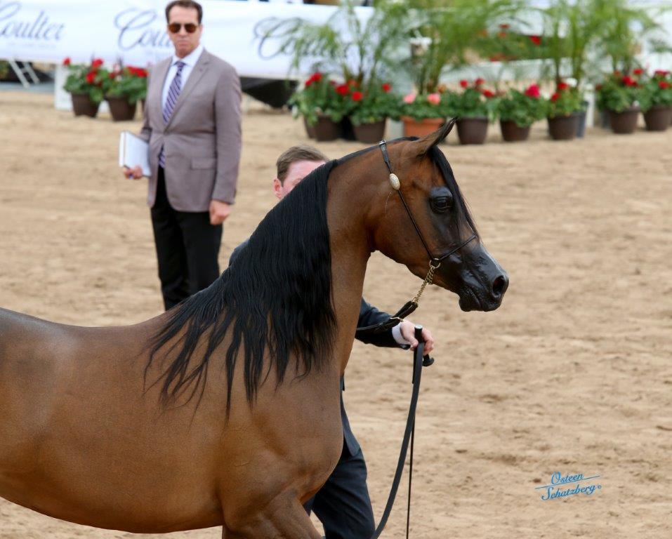 Scottsdale Arabian Horse Show News for Sunday, February 21, 2016