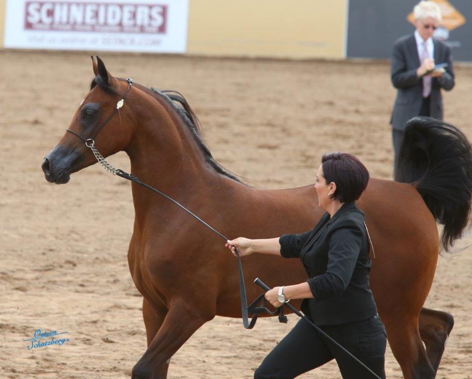 Scottsdale Arabian Horse Show News for Sunday, February 21, 2016