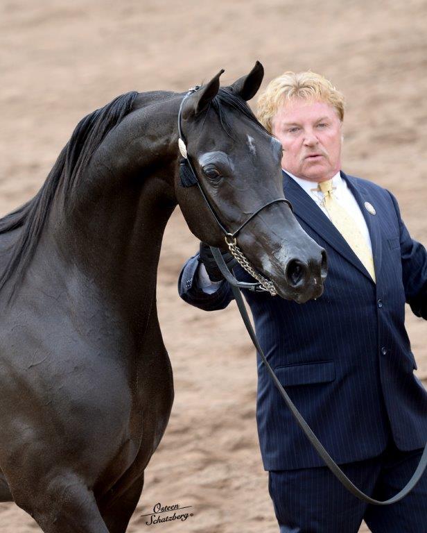 Scottsdale Arabian Horse Show News for Sunday, February 21, 2016