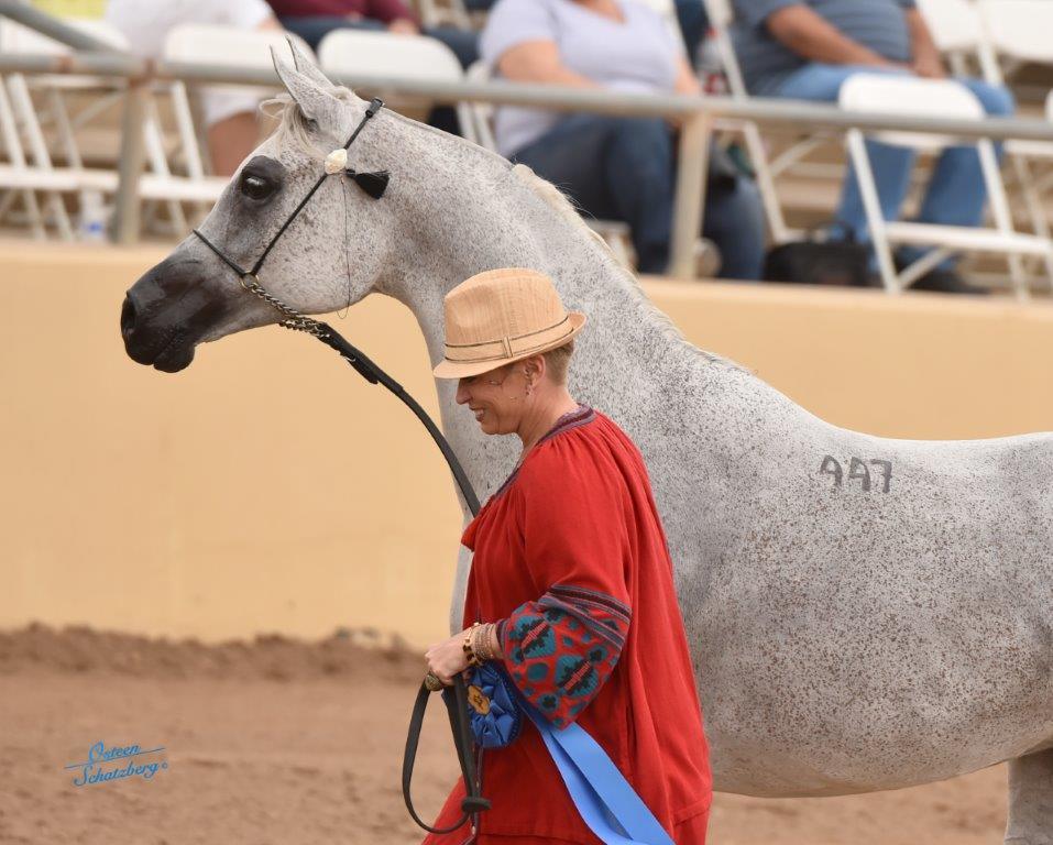 Scottsdale Arabian Horse Show News for Sunday, February 21, 2016
