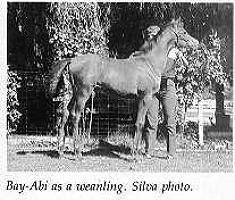 When Bay-Abi was a Weanling