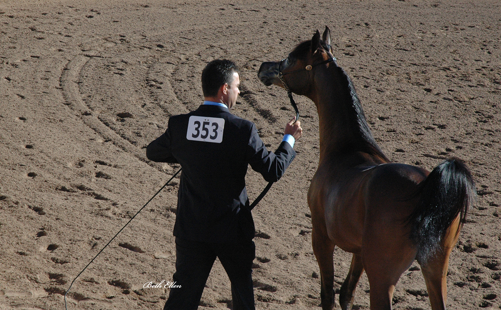 Scottsdale Arabian Horse Show News Finals and Wrap Up for 2016