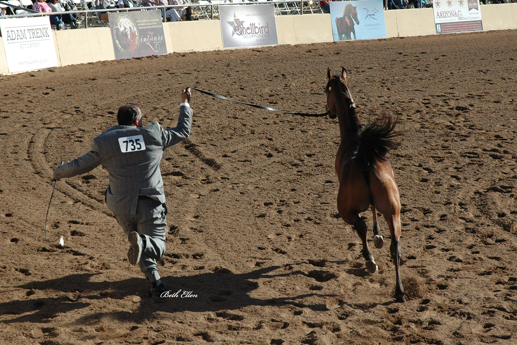 Scottsdale Arabian Horse Show News Finals and Wrap Up for 2016