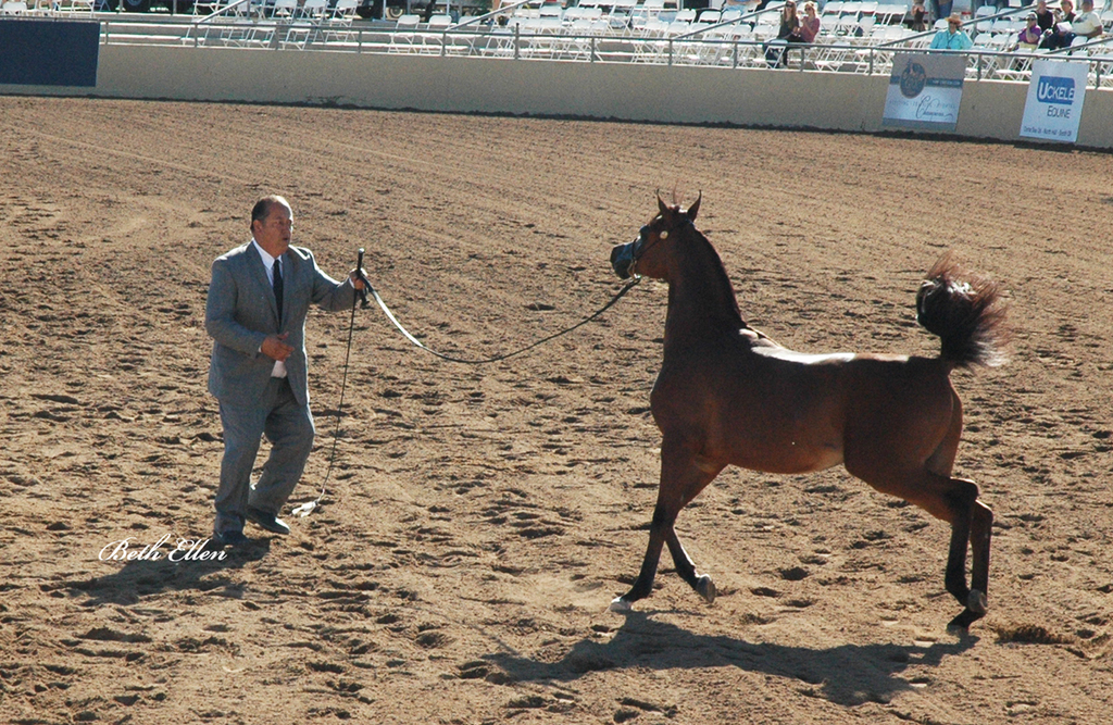 Scottsdale Arabian Horse Show News Finals and Wrap Up for 2016