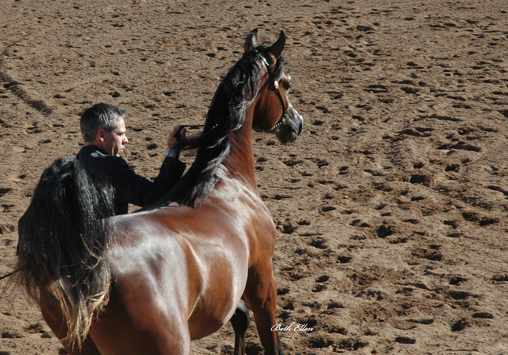 Scottsdale Arabian Horse Show News Finals and Wrap Up for 2016