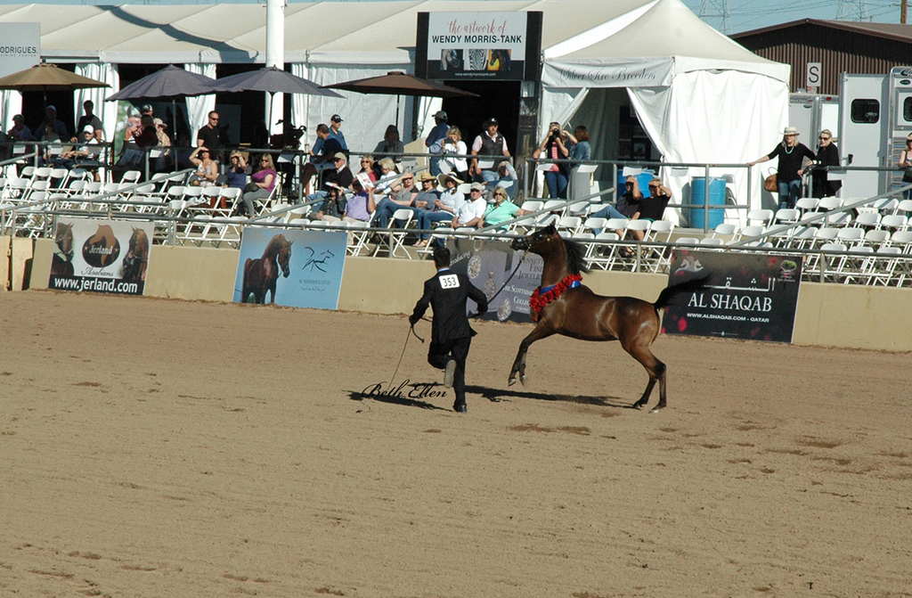 Scottsdale Arabian Horse Show News Finals and Wrap Up for 2016