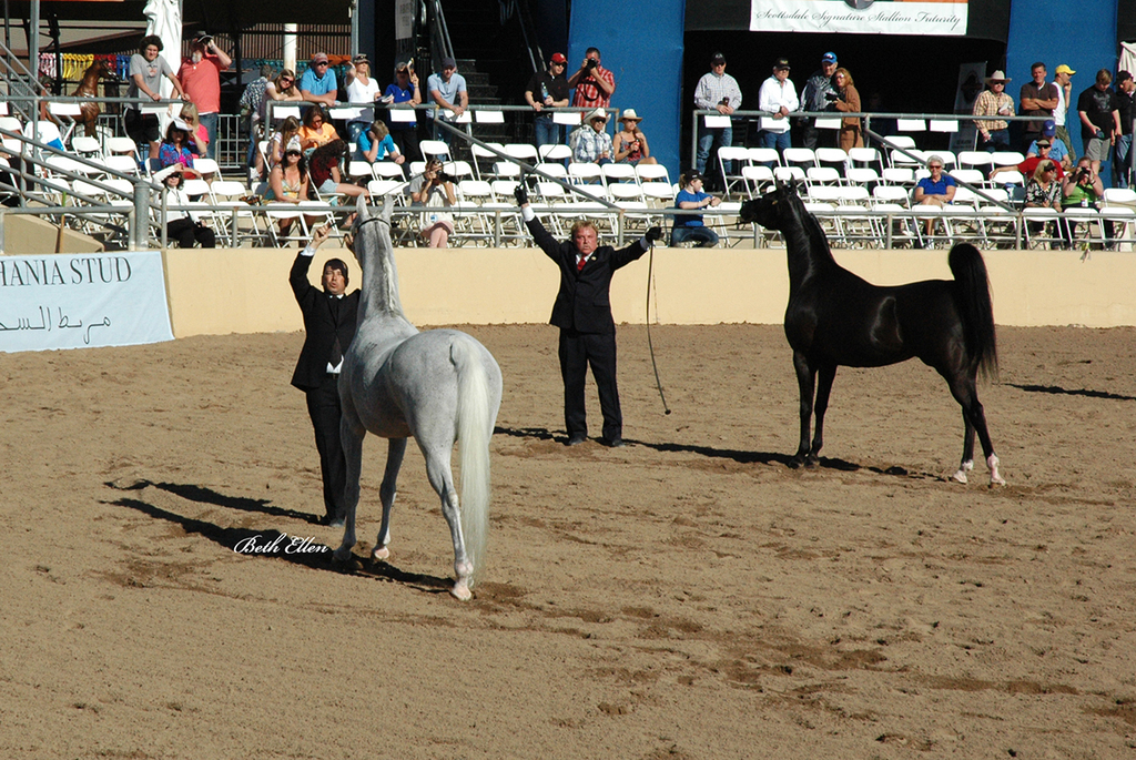 Scottsdale Arabian Horse Show News Finals and Wrap Up for 2016