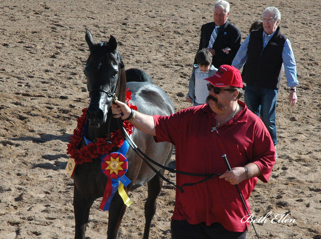 Scottsdale Arabian Horse Show News Finals and Wrap Up for 2016