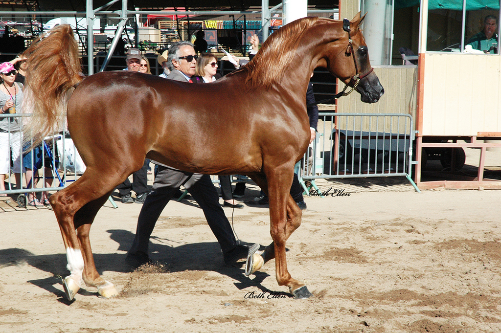 Scottsdale Arabian Horse Show News Finals and Wrap Up for 2016