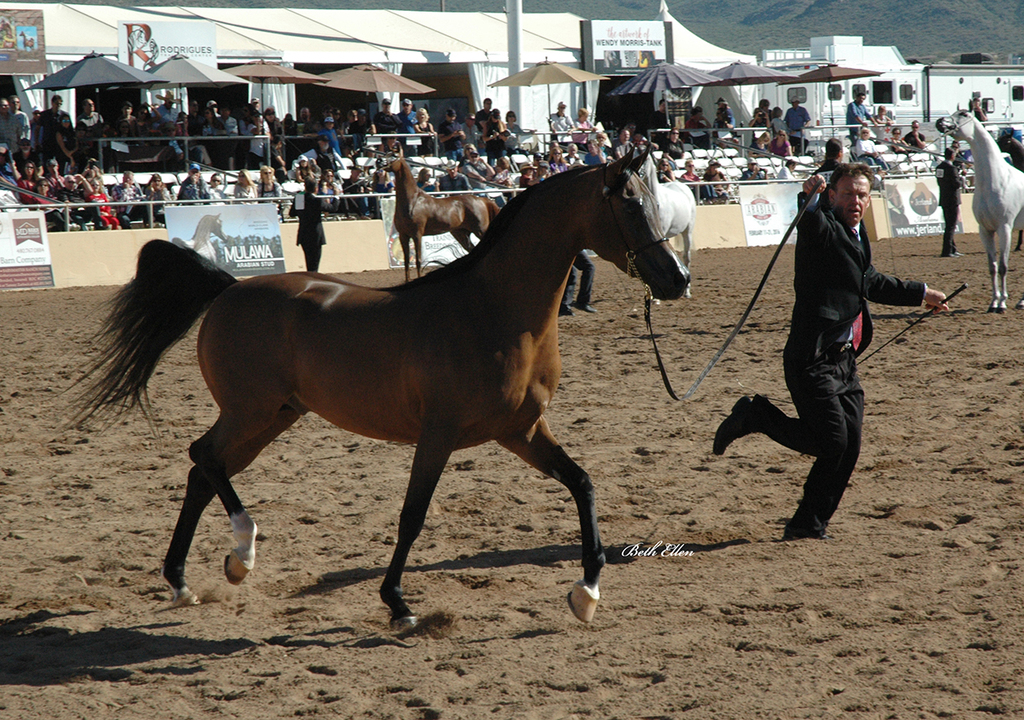 Scottsdale Arabian Horse Show News Finals and Wrap Up for 2016