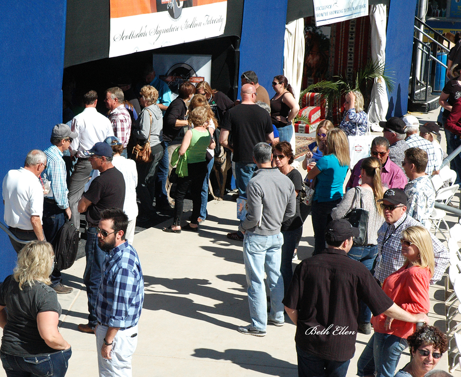 Scottsdale Arabian Horse Show News Finals and Wrap Up for 2016