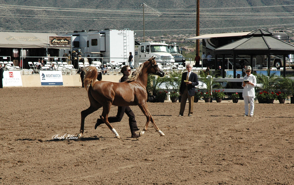 Scottsdale Arabian Horse Show News Finals and Wrap Up for 2016