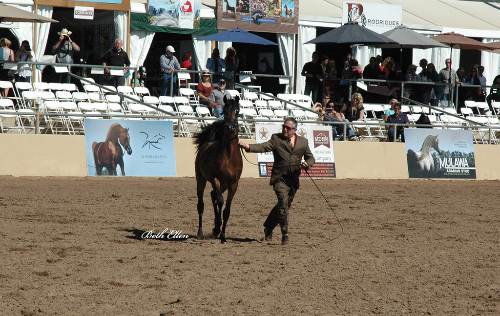 Scottsdale Arabian Horse Show News Finals and Wrap Up for 2016