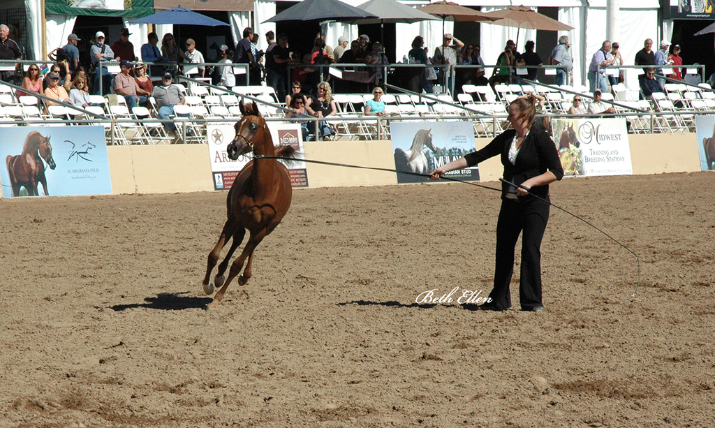 Scottsdale Arabian Horse Show News Finals and Wrap Up for 2016
