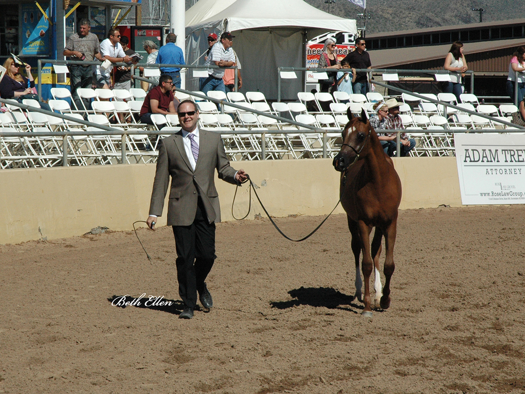 Scottsdale Arabian Horse Show News Finals and Wrap Up for 2016