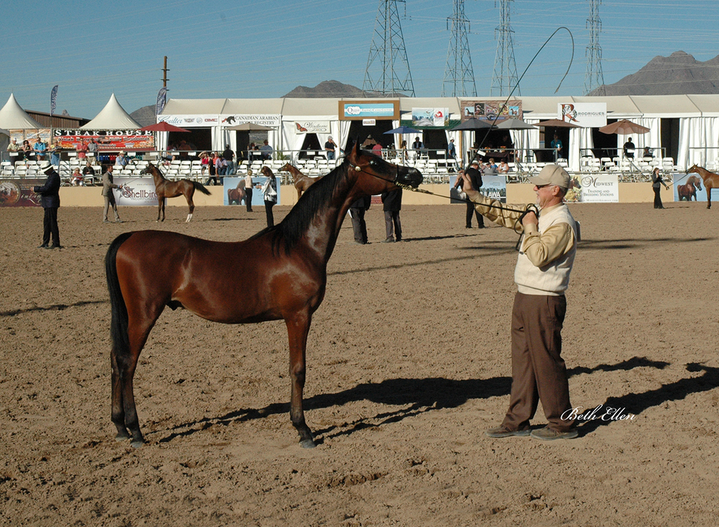 Scottsdale Arabian Horse Show News Finals and Wrap Up for 2016
