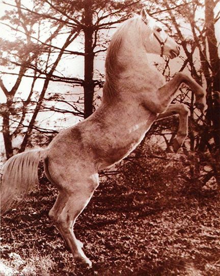 When Raffles Was a "Freebie" From Lady Wentworth